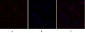 PDK1 Polyclonal Antibody